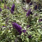 Budleja Dávidova (Buddleja Davidii) ´BUTTERFLY TOWER®´ - výška 30-40 cm, kont. C2.5L